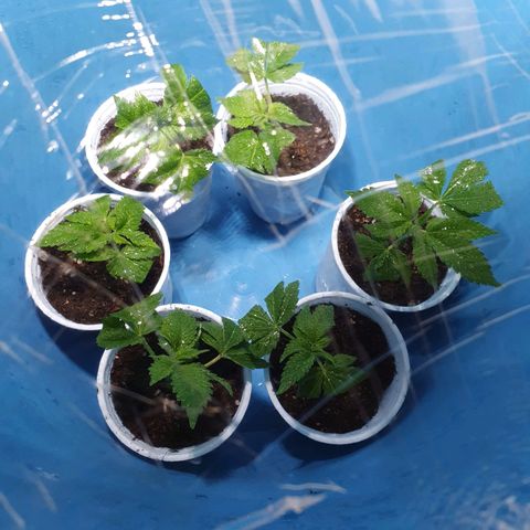 Purple citrus Feno #1 #3 growlog photo: Transplante a vaso 180ml sustrato growmix multipro, riego inicial, utilice hormona de enraizamiento top crop cyclone