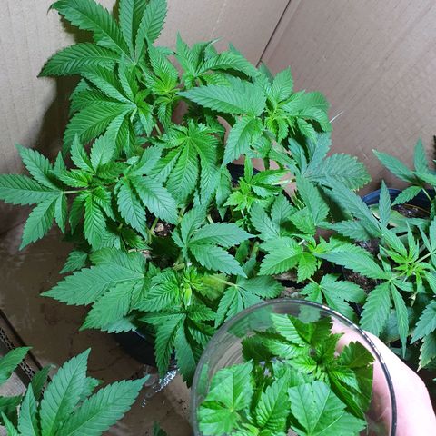Purple citrus Feno #1 #3 growlog photo: Transplante a vaso 180ml sustrato growmix multipro, riego inicial, utilice hormona de enraizamiento top crop cyclone