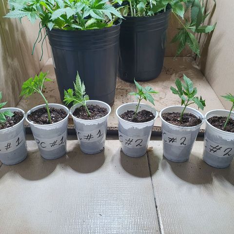 Purple citrus Feno #1 #3 growlog photo: Transplante a vaso 180ml sustrato growmix multipro, riego inicial, utilice hormona de enraizamiento top crop cyclone
