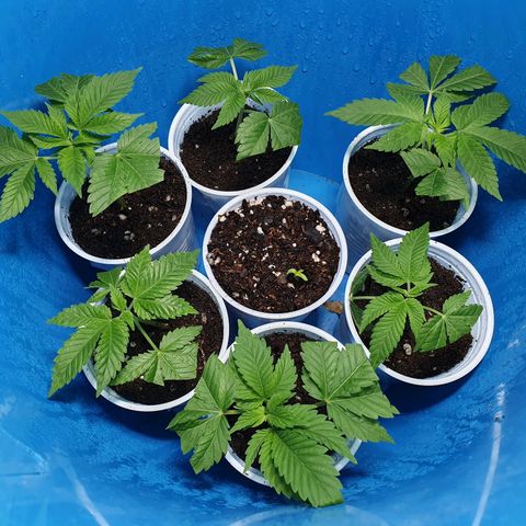 Purple citrus Feno #1 #3 growlog photo: Ya despuntó la WR #1