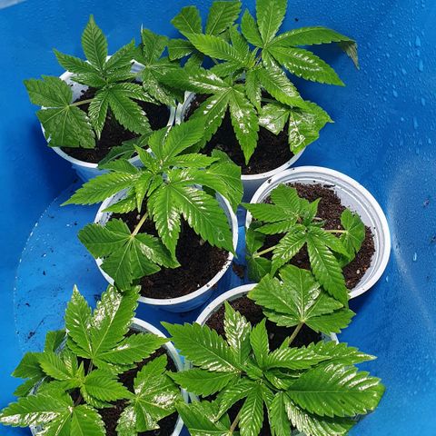 Purple citrus Feno #1 #3 growlog photo: Se bancaron 40 minutos sin el domo