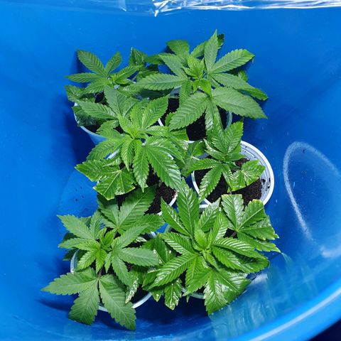 Purple citrus Feno #1 #3 growlog timeline photo