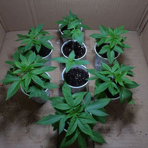 Purple citrus Feno #1 #3 growlog photo: Saque los esquejes del domo, veremos cuantos sobreviven