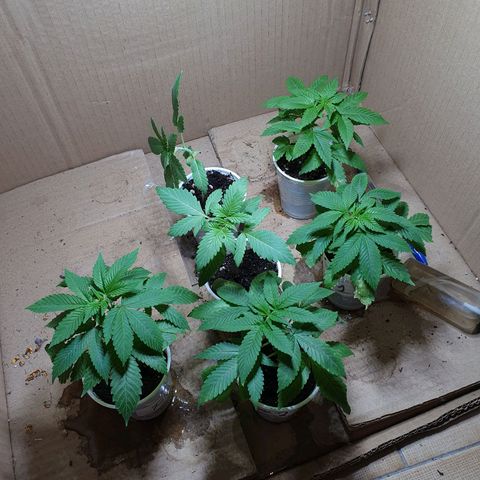 Purple citrus Feno #1 #3 growlog timeline photo