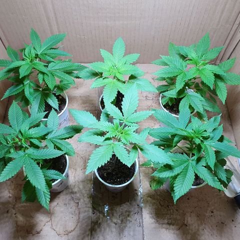 Purple citrus Feno #1 #3 growlog timeline photo