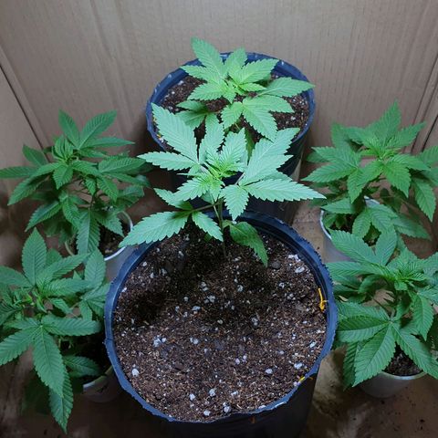 Purple citrus Feno #1 #3 growlog timeline photo