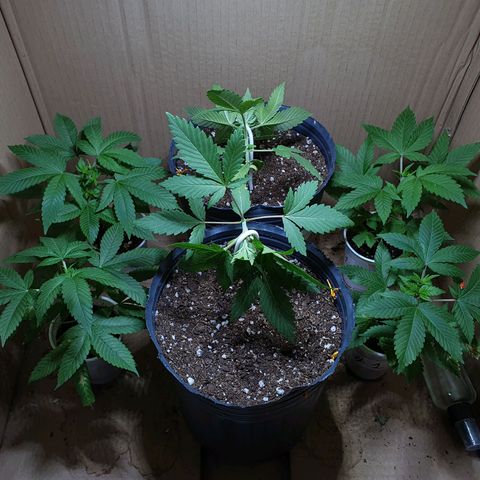 Purple citrus Feno #1 #3 growlog timeline photo
