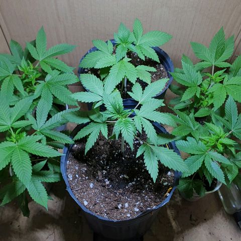 Purple citrus Feno #1 #3 growlog timeline photo