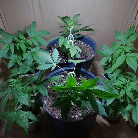 Purple citrus Feno #1 #3 growlog timeline photo