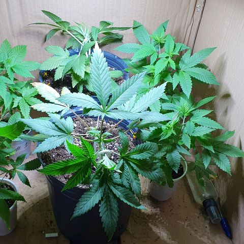 Purple citrus Feno #1 #3 growlog timeline photo