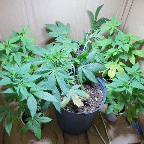 Purple citrus Feno #1 #3 growlog timeline photo