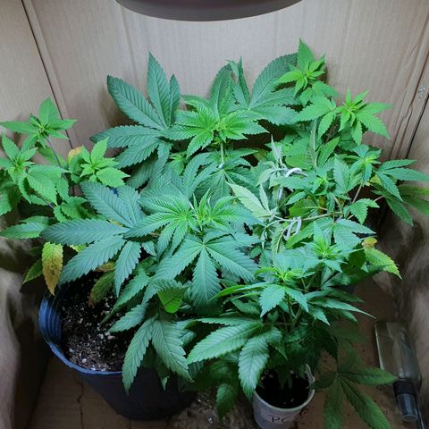 Purple citrus Feno #1 #3 growlog timeline photo