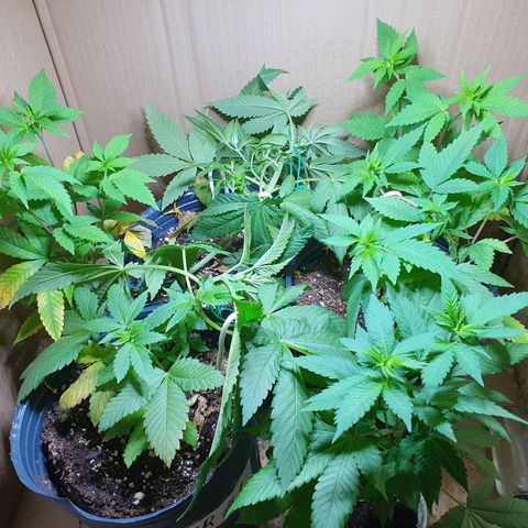 Purple citrus Feno #1 #3 growlog timeline photo