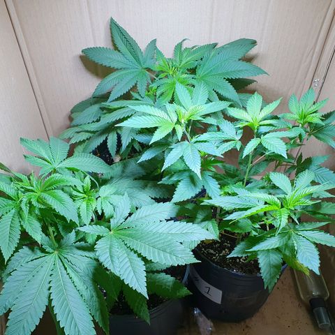 Purple citrus Feno #1 #3 growlog timeline photo