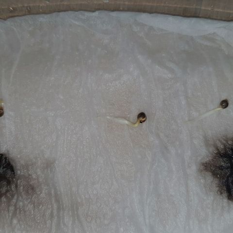 Sour Fields #2 growlog timeline photo