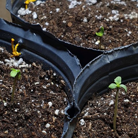 Sour Fields #2 growlog timeline photo