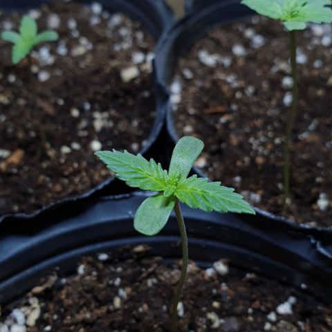 Sour Fields #2 growlog timeline photo