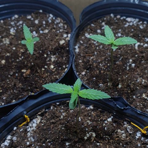 Sour Fields #2 growlog timeline photo
