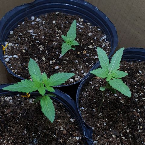 Sour Fields #2 growlog timeline photo