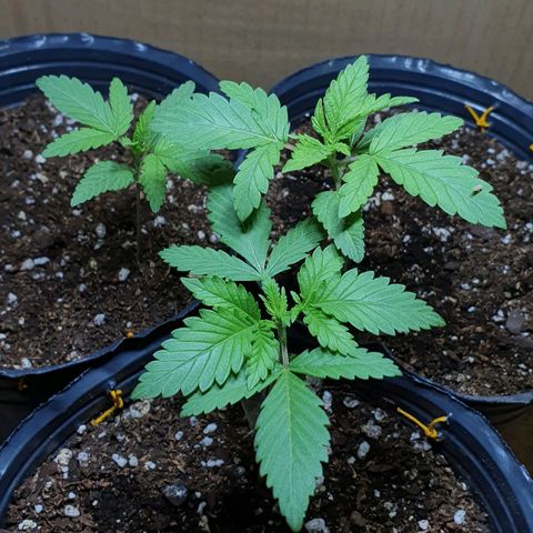 Sour Fields #2 growlog timeline photo