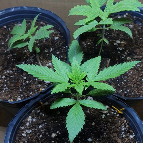 Sour Fields #2 growlog timeline photo