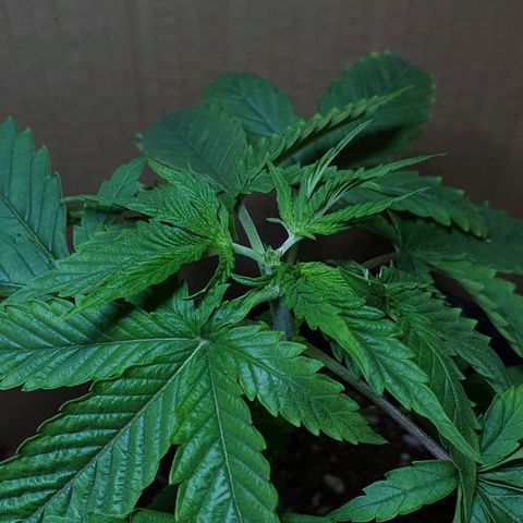 Sour Fields #2 growlog timeline photo