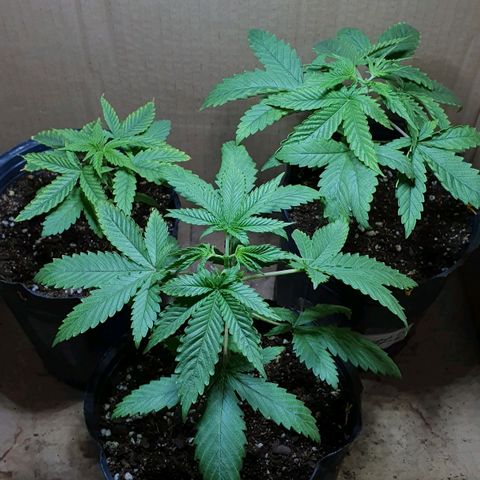 Sour Fields #2 growlog timeline photo