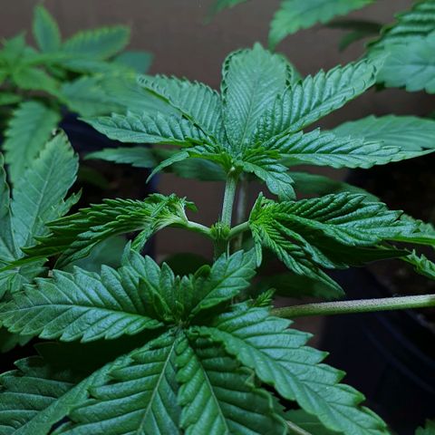 Sour Fields #2 growlog timeline photo