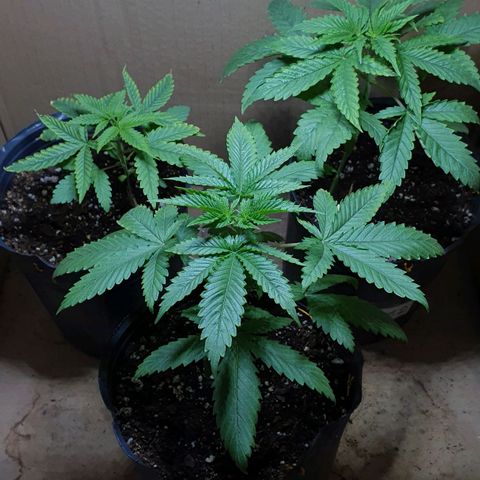 Sour Fields #2 growlog timeline photo