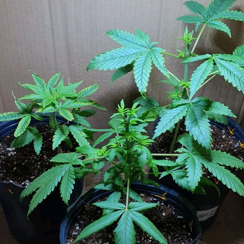 Sour Fields #2 growlog timeline photo