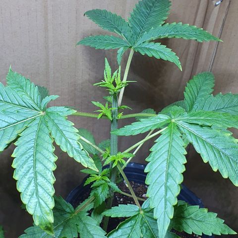 Sour Fields #2 growlog timeline photo