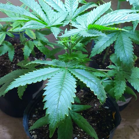 Sour Fields #2 growlog timeline photo