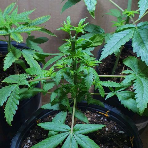 Sour Fields #2 growlog timeline photo