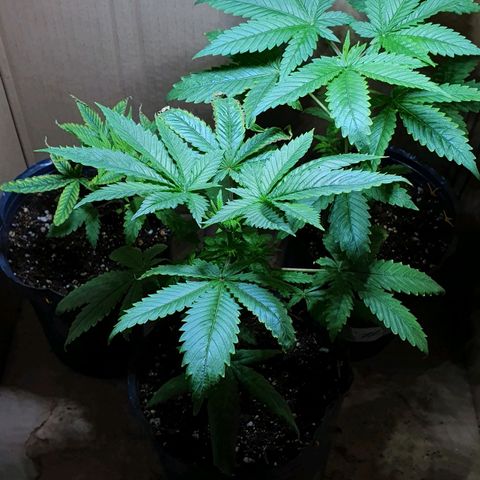 Sour Fields #2 growlog timeline photo