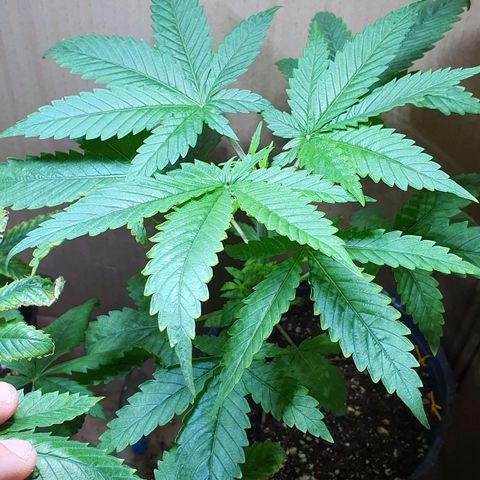 Sour Fields #2 growlog timeline photo