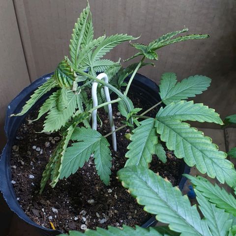 Sour Fields #1 growlog timeline photo