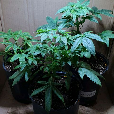 Sour Fields #2 growlog timeline photo