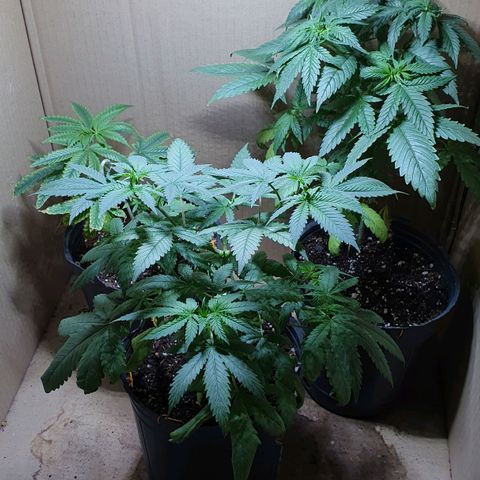 Sour Fields #2 growlog timeline photo