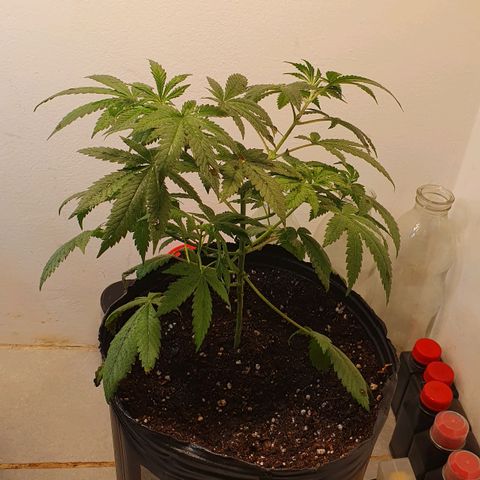 Sour Fields #2 growlog timeline photo