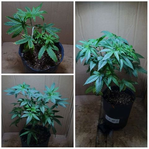 Sour Fields #2 growlog timeline photo
