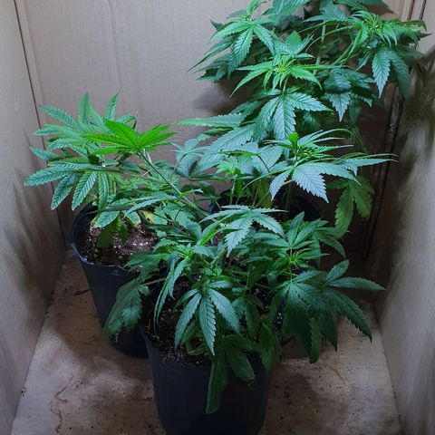 Sour Fields #2 growlog timeline photo