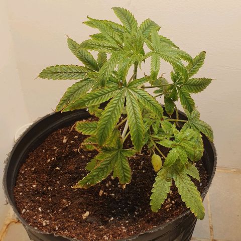 Sour Fields #2 growlog timeline photo