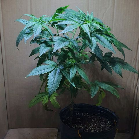 Sour Fields #2 growlog timeline photo