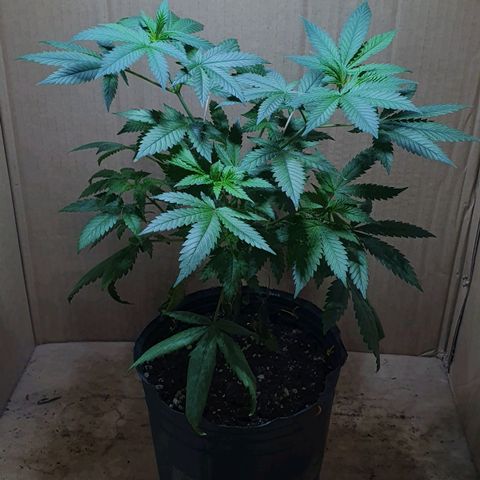 Sour Fields #2 growlog timeline photo