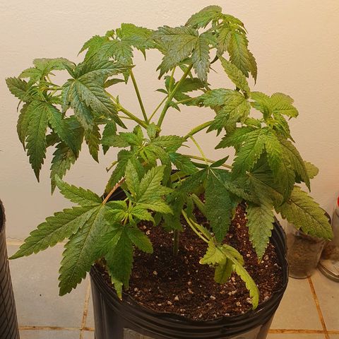 Sour Fields #2 growlog timeline photo