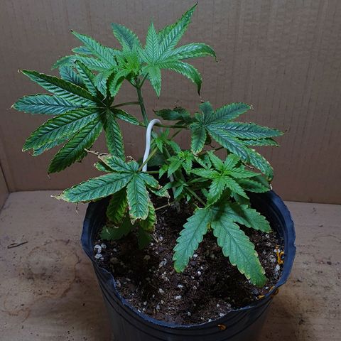 Sour Fields #2 growlog timeline photo