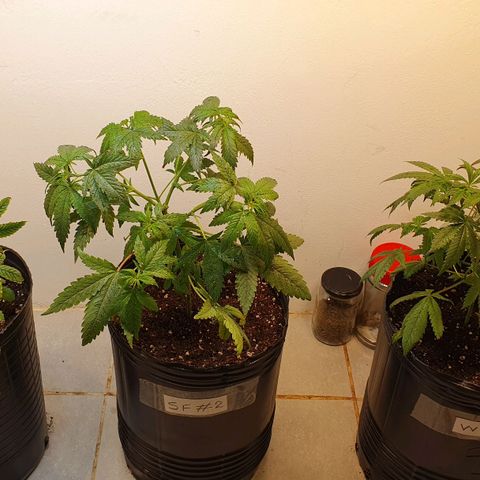 Sour Fields #2 growlog timeline photo