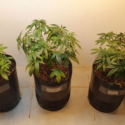 Sour Fields #2 growlog timeline photo