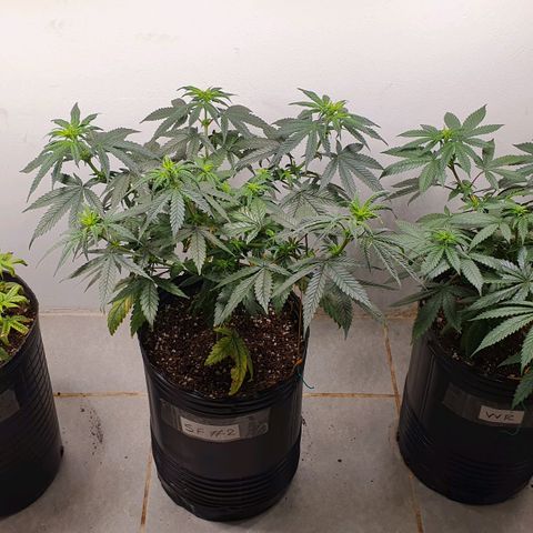 Sour Fields #2 growlog timeline photo