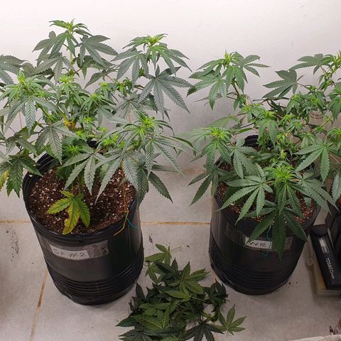 Sour Fields #2 growlog timeline photo
